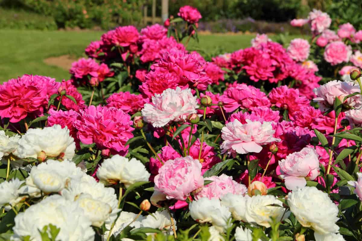 peonies