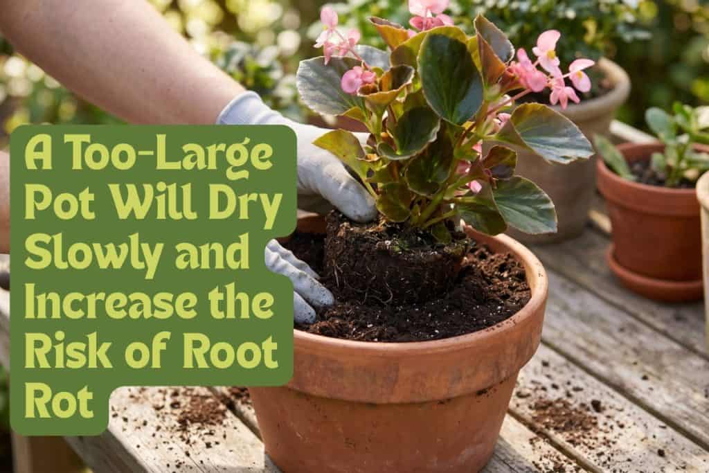 planting begonias