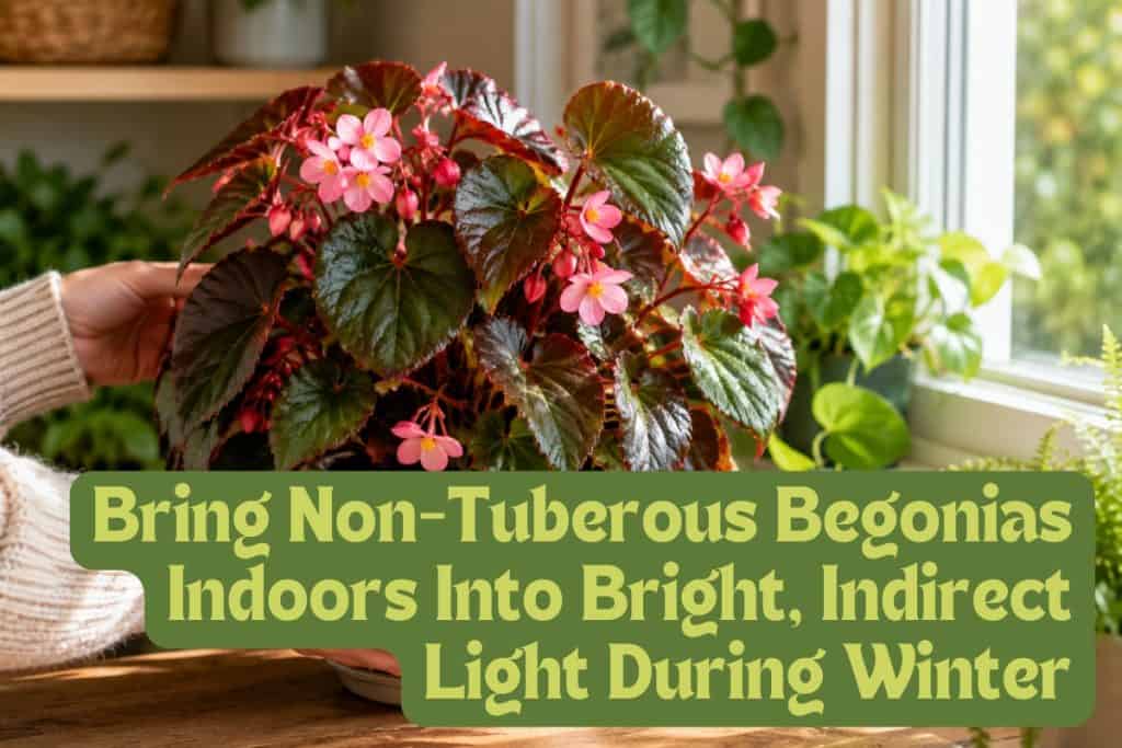 prepare begonias for winter