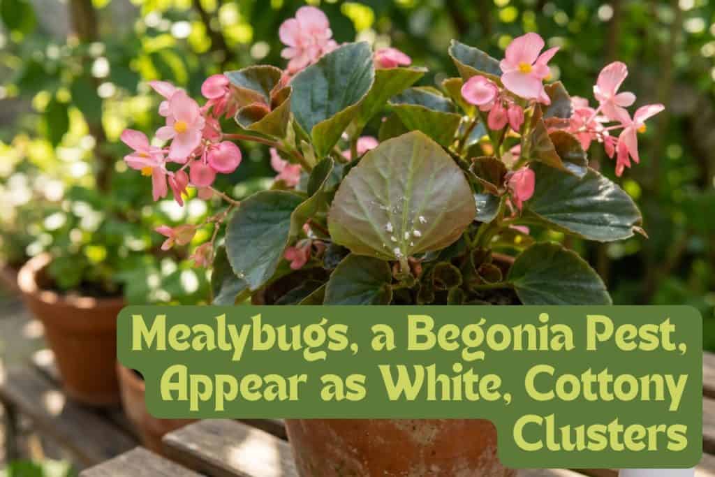 prevent begonia pests