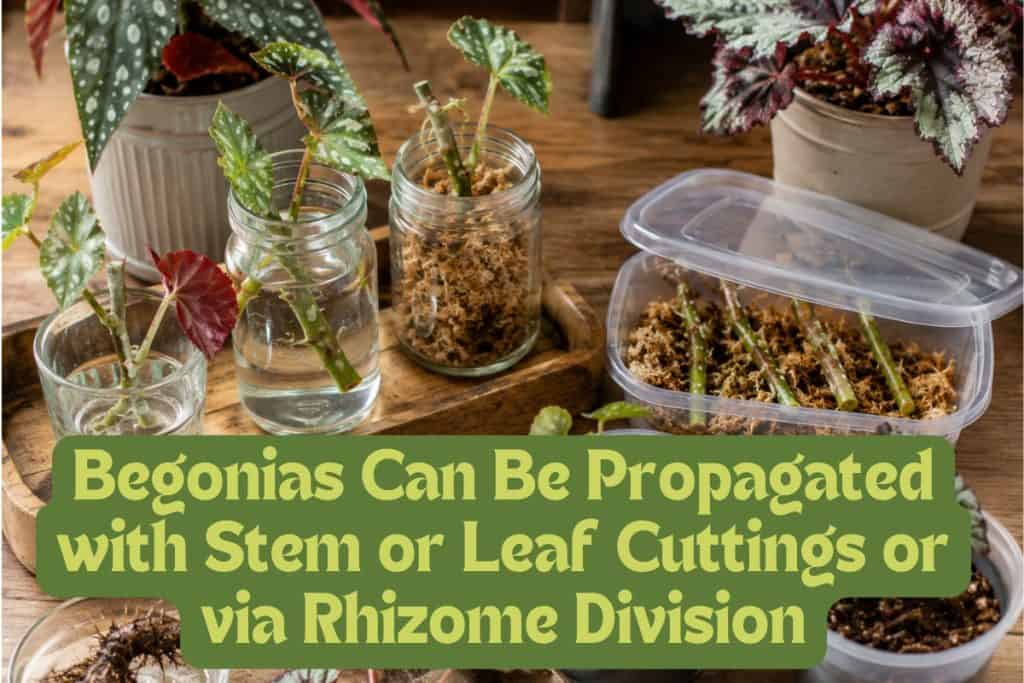 propagate begonias