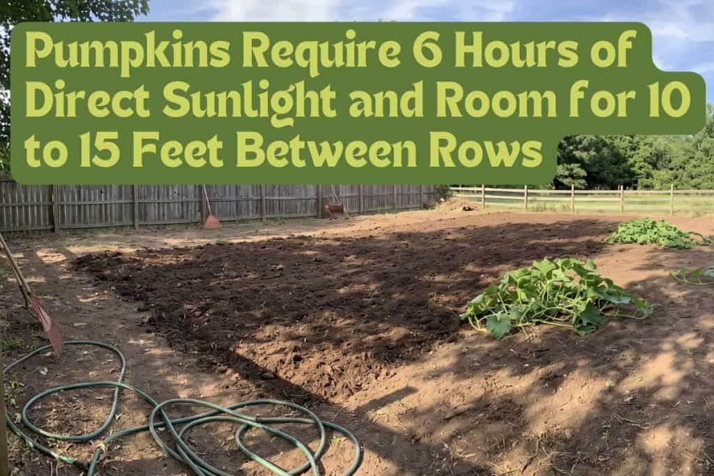 pumpkin planting site
