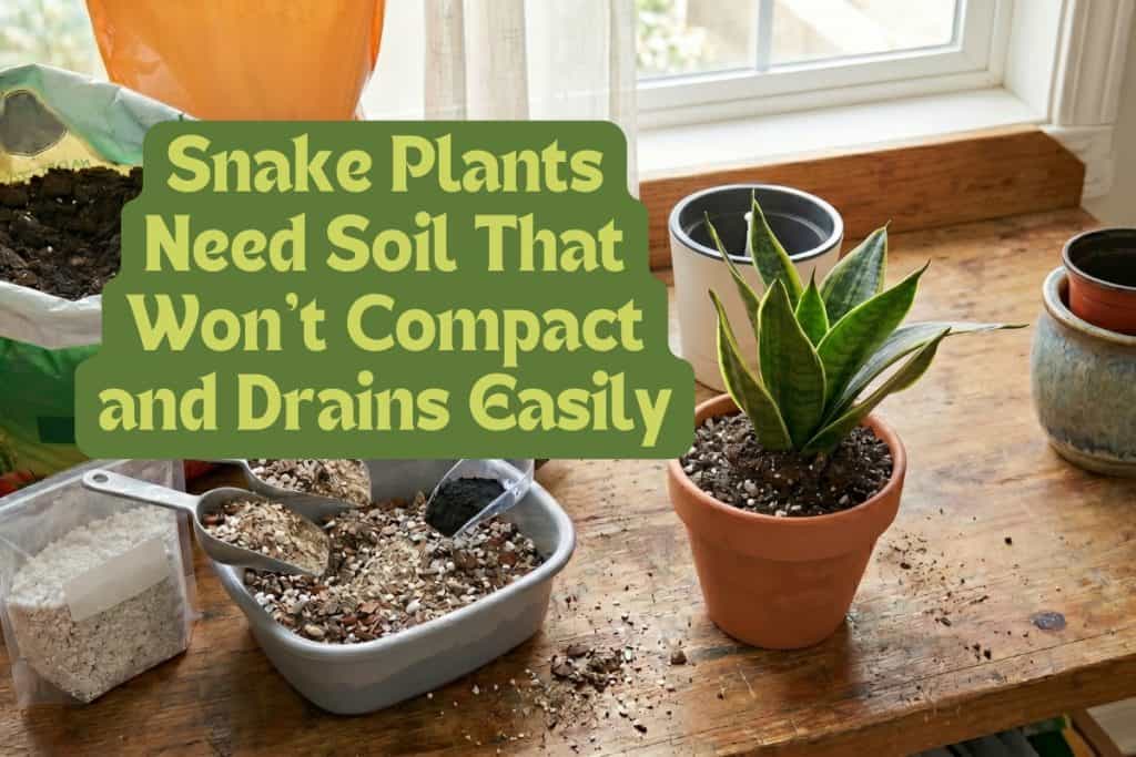 snake plants pots and soil