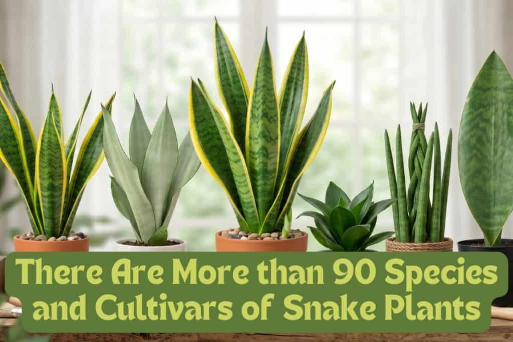 types of snake plants
