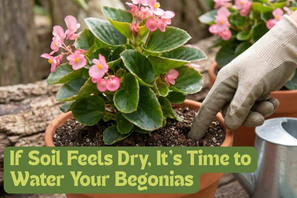watering begonias