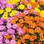chrysanthemums in pink, yellow, and orange