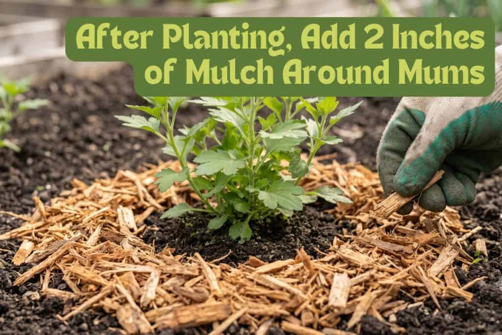add mulch to chrysanthemums
