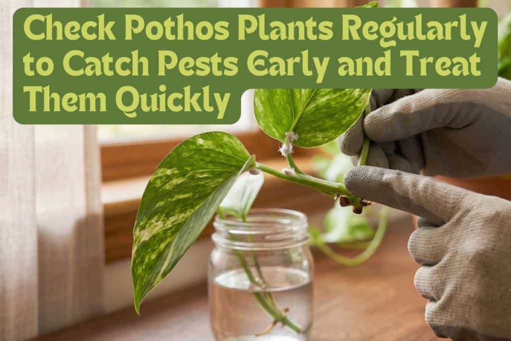 checking pests and diseases on pothos