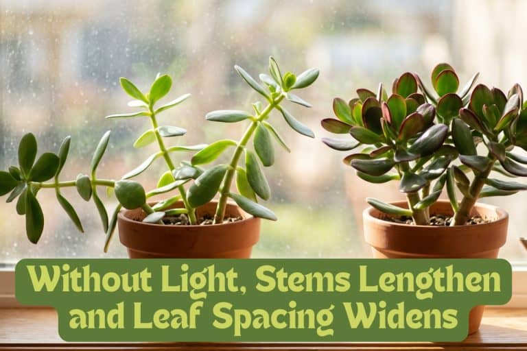 jade plant light and placement