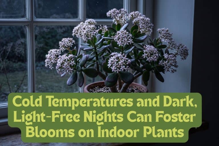 jade plants temperature and humidity