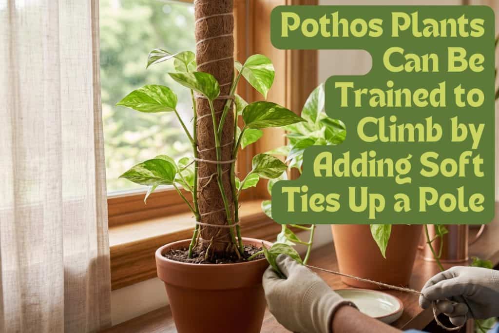 trailing or climbing pothos plants